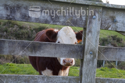 A Polled hereford cattle peer through farm gate thinking they are hiding but spying with sun setting on horizon.