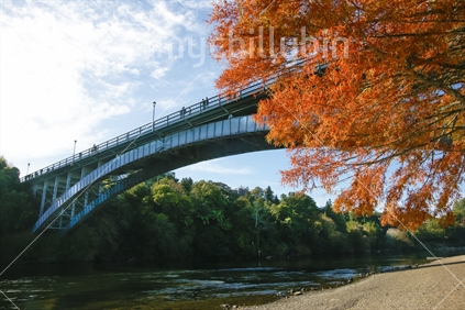 Victoria Bridge over Waikato River in Hamilton. Blue steel span bridge contrasts with bright autumn red of maple tree