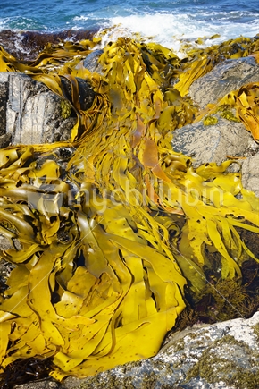 Giant kelp at Stirling Point, South Island. Kelp grows in these cold waters. It is the seaweed considered to have super-nutrients and a number of health properties including anti-aging powers.