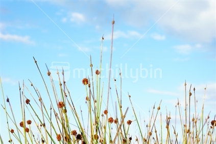 Reeds and seedheads shallow depth of field growing near foreshore, closeup against sky.