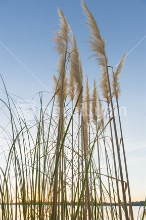 Pampas leaf and flower spears delicately point skyward at sunrise