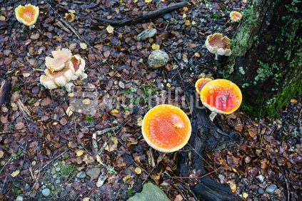 Fly agaric mushrooms, or Amanita muscaria growing on forest floor.
