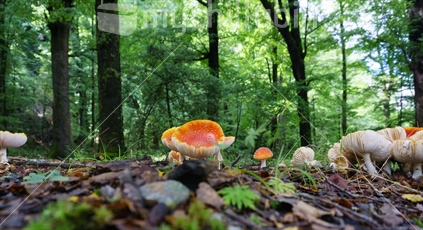 Floor of beech forest in Otago with brightly colored  fly agaric mushrooms, or Amanita muscari growing 