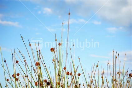 Reeds in seed against blue sky with wispy clouds.