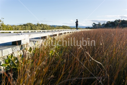 Matua saltmash, Tauranga, boardwalk through the marsh. Person in distance.
