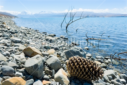 Pine cone in calm water on stony shore of Lake Pukaki.