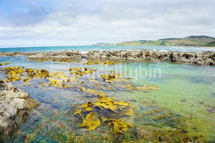Giant kelp growing in and around rock pools in the Catlins, South Island. Kelp grows in these cold waters. It is the seaweed considered to have super-nutrients and a number of health properties including anti-aging powers.