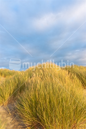 Golden hues of marram beach grass in long exposure Himutangi Beach Levin New Zealand