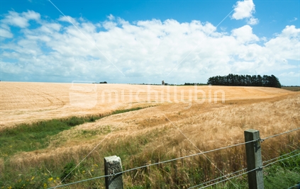 Rural land with golden barley crop ready for harvest  bent and moving iin high wind under white cumulus clouds and blue sky in Manawatu Wanganui near Bulls New Zealand