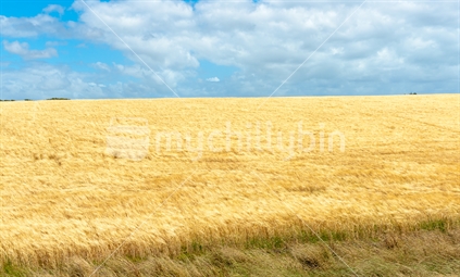 Rural land with golden barley crop ready for harvest  bent and moving iin high wind under white cumulus clouds and blue sky in Manawatu Wanganui near Bulls New Zealand