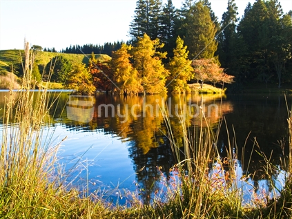 Tauranga, the beauty of McLaren Falls Lake and Park. Autumn Lake scene from edge