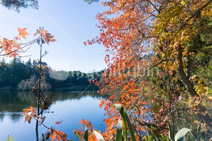 Last of autumn leaves around lake McLaren Falls Park, 