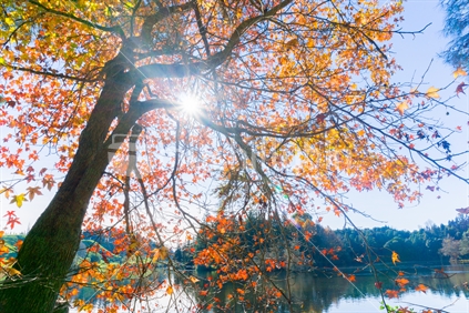 Autumn leaves around lake, sun-flare through branches of tree