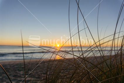 Papamoa beach, thorugh the marram beach grass looking into sunrise