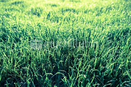 Glistening green grass retro colours effect backlit defocused