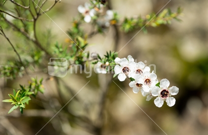 Manuka blossom, close up in selective focus centre flowers in focus.