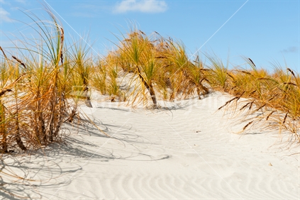 Stunning Mangawhai Heads sand dunes and dune protecting sedge grass in windswept rolling formation to horizon