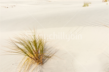 Stunning Mangawhai Heads sand dunes sole sedge grass plant