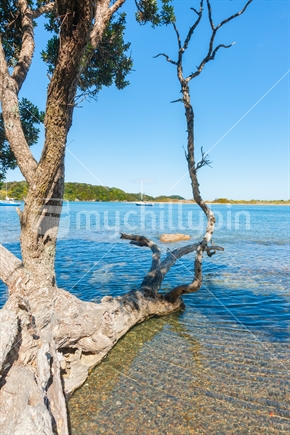 Old pohutukawa tree fallen into waters edge of scenic estuary Ngunguru