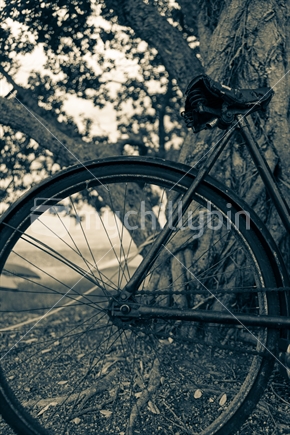 Vintage old bicycle closeup wheel and seat leaning against tree