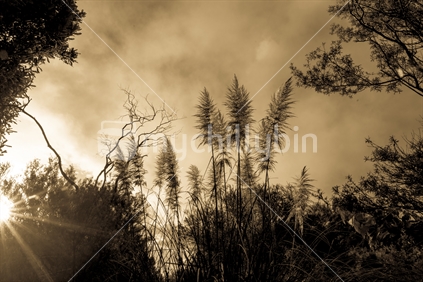 lens flare through trees, bush and pampas