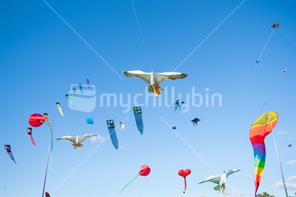 Kite flying day, seagull kite surrounded by colourful array of flying objects Fergusson Park, Tauranga New Zealand.