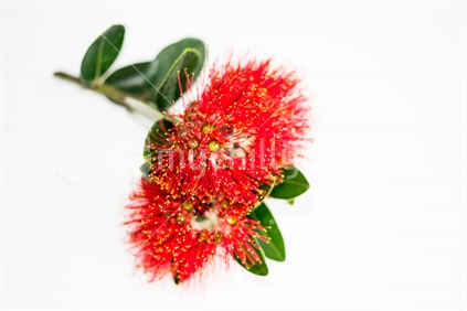 New Zealand Christmas tree or pohutukawa bright red flower closeup on white 