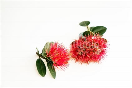New Zealand Christmas tree or pohutukawa bright red flower closeup on white.