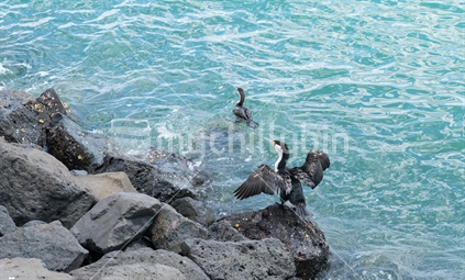 Cormorants drying feathers and wings on edge of harbour.