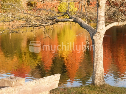 Autumn colours reflected in lake at McLaren Falls, Tauranga.