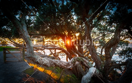 Golden red glow sparkles through branches of pohutukawa tree from bright sunrise across ocean framed by silhouette trees from Mount Maunganui Base Track