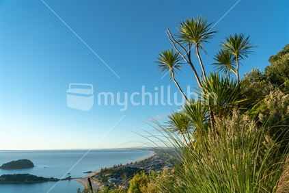 New Zealand cabbage tree against blue sky on slope of Mount Maunganui with small off-shore islands off beach below