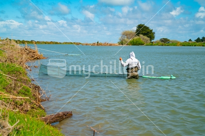Whitebaiting tradition in practice on New Zealand River Rangitikei, fisherman wearing waders and Blues hoodie check his net.