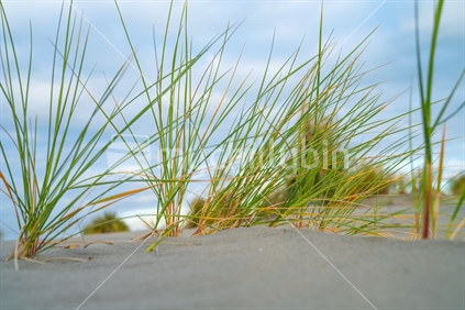 Pingao beach grass growing out of sand dune  from low point of view
