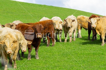 Cattle in field in rural New Zealand gathered in circle inquisitivly looking over fence.