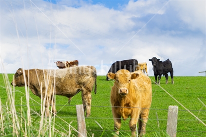 Cattle in field in rural New Zealand inquisitive looking over fence.