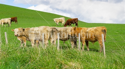 Cattle in field in rural New Zealand inquisitive looking over fence.