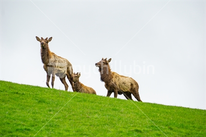Three red deer on green ridge
