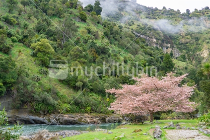 Pink cherry tree in full bloom alongside Rangitikei River and green bush clad hills