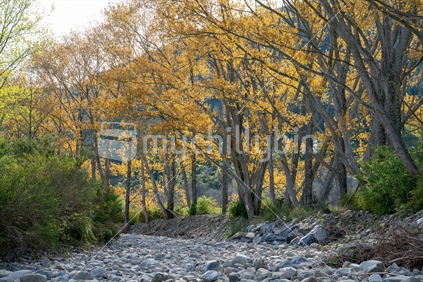 South Island scenery, spring new growth in golds and green along dry river bed,