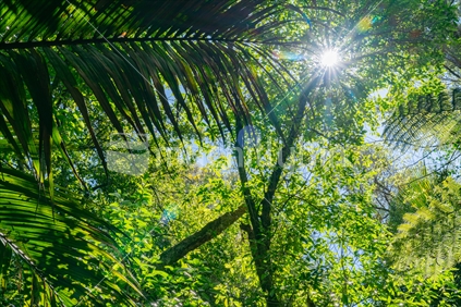Lens flare through canopy of branches and silhouette fern fronds along The Grove native bush walk near Pohara South Island