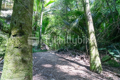 The Grove native bush walk near Pohara South Island