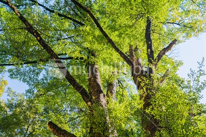 Dark bark on beech tree trunks contrasts with lime green leaves against blue sky in natural forest scenes on Maruia Saddle Road out of Murchison, South Island New Zealand.