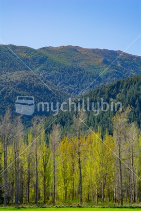 Bright colors of exotic trees in spring with deep greens of New Zealand native forest behind tiered on hillsides under blue sky