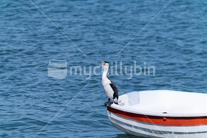Australian pied cormorant standing on stern of small white dinghy