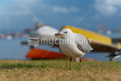 Seagull on beachside grassy edge to Pilot Bay with upturned dinghy and boats moored in background , Tauranga, New Zealand