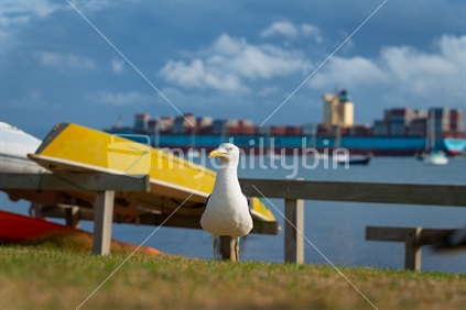 Blackback seagull on beachside grassy edge to Pilot Bay with defocused upturned dinghy and boats moored in background , Tauranga, New Zealand