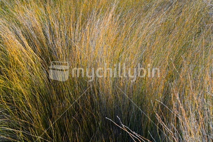 Wetland vegetation in Waikareo Estuary Tauranga New Zealand.