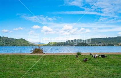 Grassy Shoreline at Lake Okareka with ducks and beautiuful blue lake surrounded by bush clad hills under blue sky with white cloudy sky.
