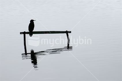 Little shag through the mist perching over and reflected in calm water below.